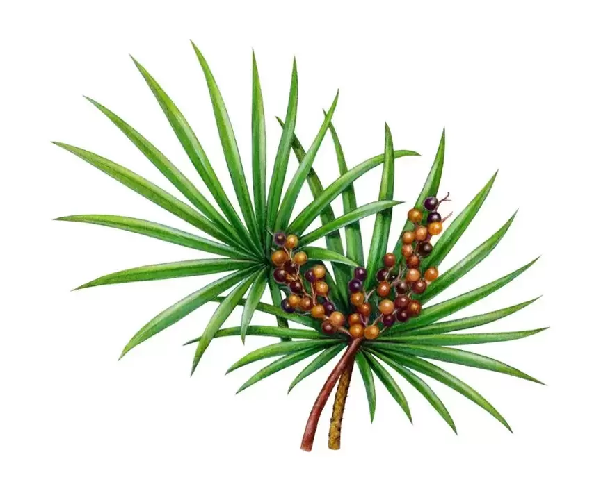 vidio palmetto u spreju Trichomist Forte